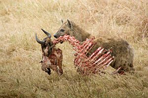 Spotted hyena with skeleton