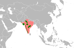 Sypheotides indica distribution.PNG