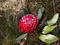 Telopea aspera inflorescence.JPG