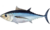 Thunnus alalunga.png