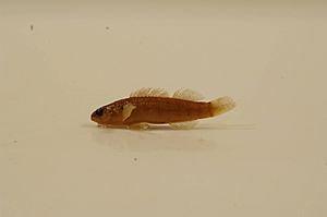 Tippecanor darter