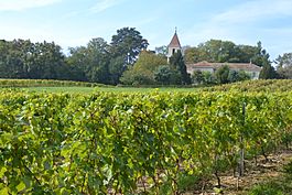 Vineyards in Choulex with Saint-André Church in the background