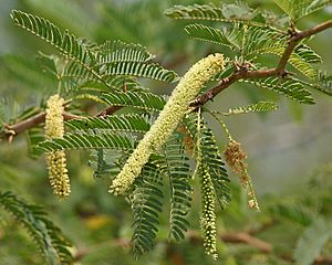 Vilaiti Keekar (Prosopis juliflora) W IMG 6935