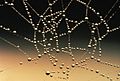 Water drops on spider web