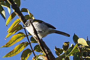 White-winged Warbler (Xenoligea montana) (8082795709).jpg