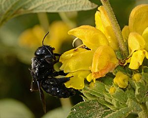 Xylocopa violacea female 1.jpg