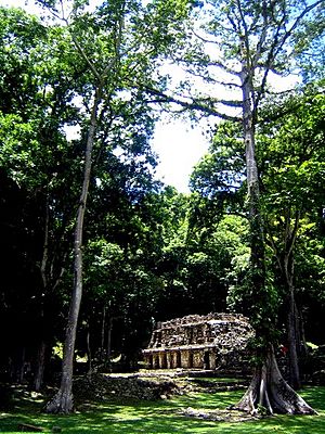 Yaxchilan Structure 19