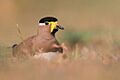 Yellow-wattled Lapwing 1