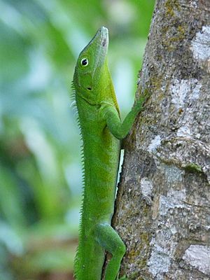 Anolis garmani on tree