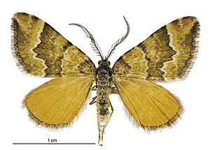 Asaphodes cinnabari male.jpg