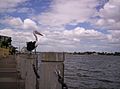 Australian-Pelican-and-visiting-Liner-at-Portside