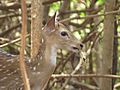 Baby Cheetal Deer