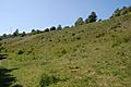 Bevendean Down (Local Nature Reserve), Bevendean (May 2020) (6)