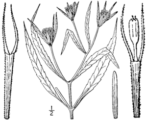 Bidens bidentoides drawing 02.png