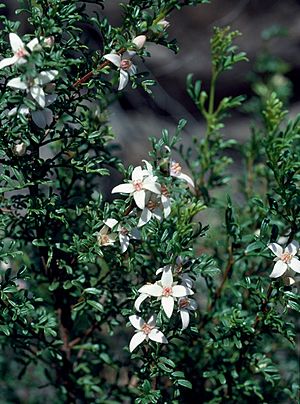 Boronia eriantha.jpg