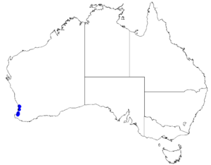 Boronia humifusa DistMap59.png