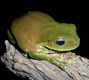 Brown-green litoria caerulea