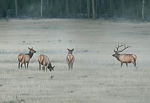 Bull Elk herd