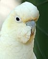 Cacatua-haematuropygia