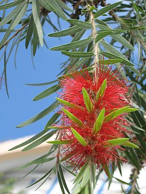 Callistemon