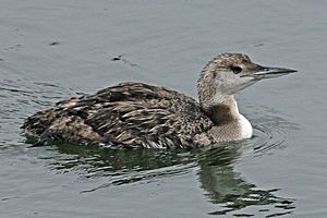 Common Loon in Maine RWD