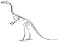 Compsognathus longipes