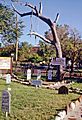 Dodge City, Kansas Hangman's Tree - 1972