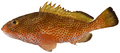 Epinephelus guttatus - pone.0010676.g050