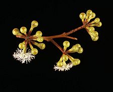 Eucalyptus brevistylis flowers