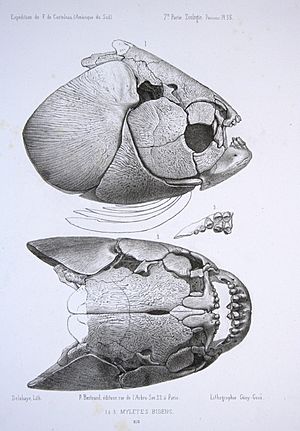 F de Castelnau-poissonsPl35