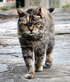 Feral cat Virginia crop