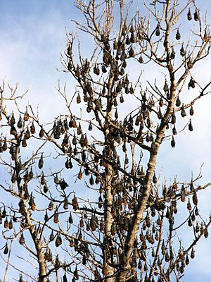 Flying Foxes at the Botanic Gardens (3590310336)