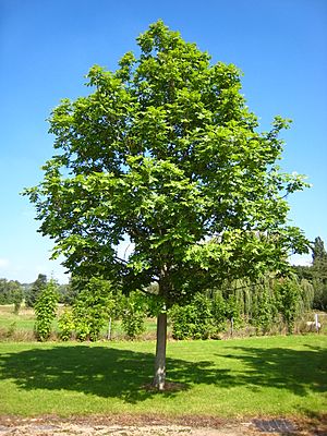 Fraxinus excelsior tree