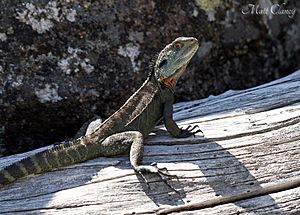 Gippsland Water Dragon (Intellegama lesueurii howitii) (8397094289).jpg