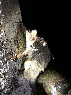 Greater Glider