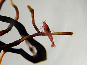 Halocaridina Rubra Shrimp