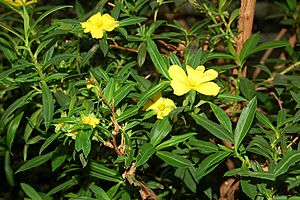 Hibbertia cuneifolia fg01