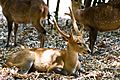 Hog deer - 1.jpg