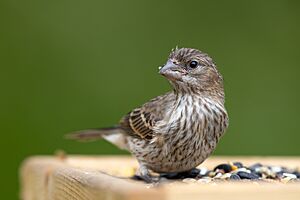 House Finch (female)