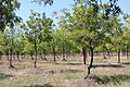 Ineem farm in virudhunagar