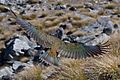 Kea in Flight MC