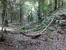 Kenwalch's Castle earthworks.jpg