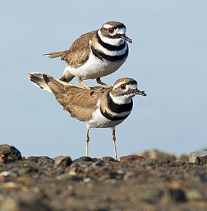 Killdeer (Charadrius vociferus) copulating - edit1