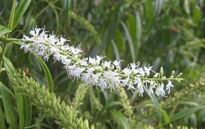 Koromiko flower (Hebe stricta).jpg