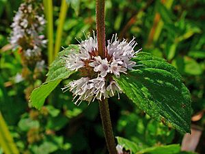 Mentha pulegium 003