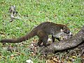 MexicanCoati