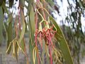 Mistletoe flower (3214513795)