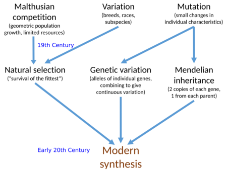 Modern Synthesis