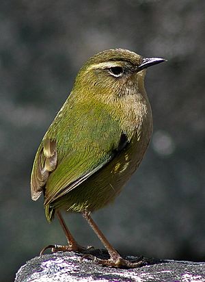 NZ rock wren on rock.jpg