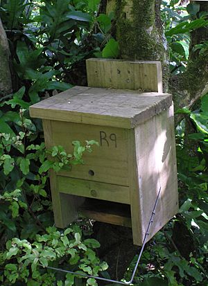 Nest box 01